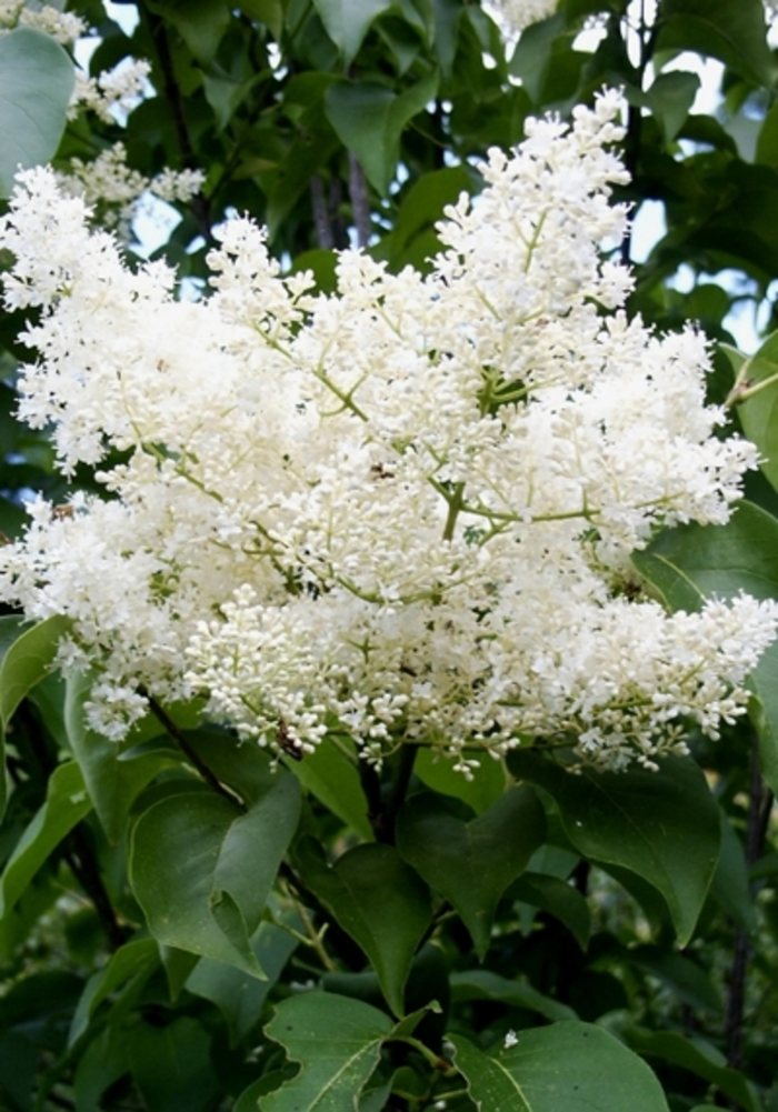 Syringa Reticulata Ivory Silk Japanese Lilac Tree Green Barn Garden Center 