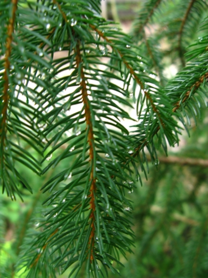 Birds Nest Spruce - Picea abies from Green Barn Garden Center