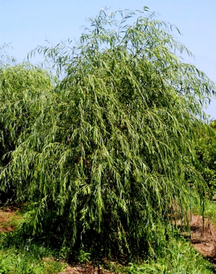 Golden Weeping Willow - Salix alba 'Tristis' from Green Barn Garden Center