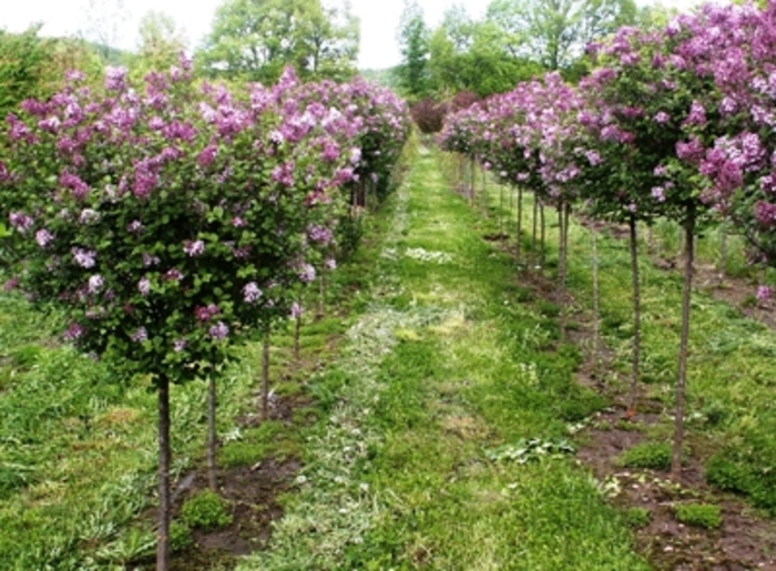 Dwarf Korean Lilac - Syringa meyeri ''Paliban'' from Green Barn Garden Center