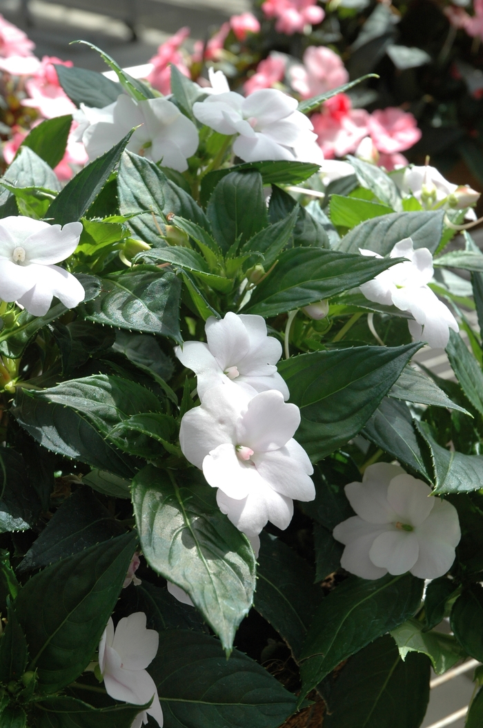 SunPatiens® Compact White - Impatiens 'White' from Green Barn Garden Center