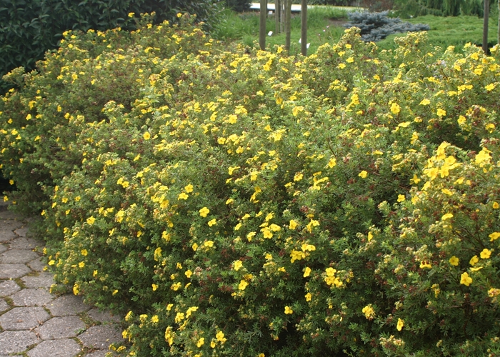 Shrubby Cinquefoil - Potentilla fruticosa 'Goldfinger' from Green Barn Garden Center