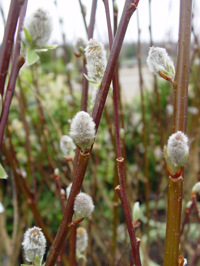 French Pussy Willow - Salix discolor from Green Barn Garden Center