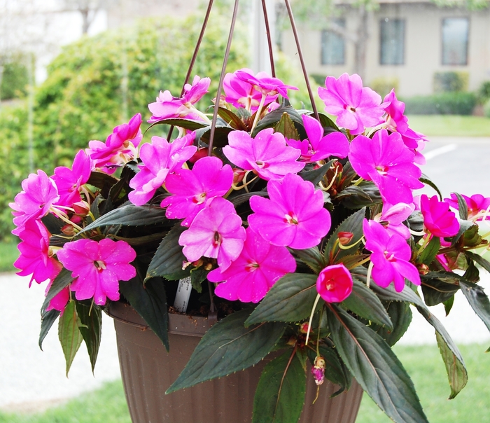 SunPatiens® Compact Lilac - Impatiens 'Lilac' from Green Barn Garden Center