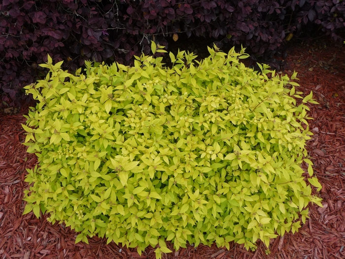 Spirea - Spiraea japonica 'Goldmound' from Green Barn Garden Center