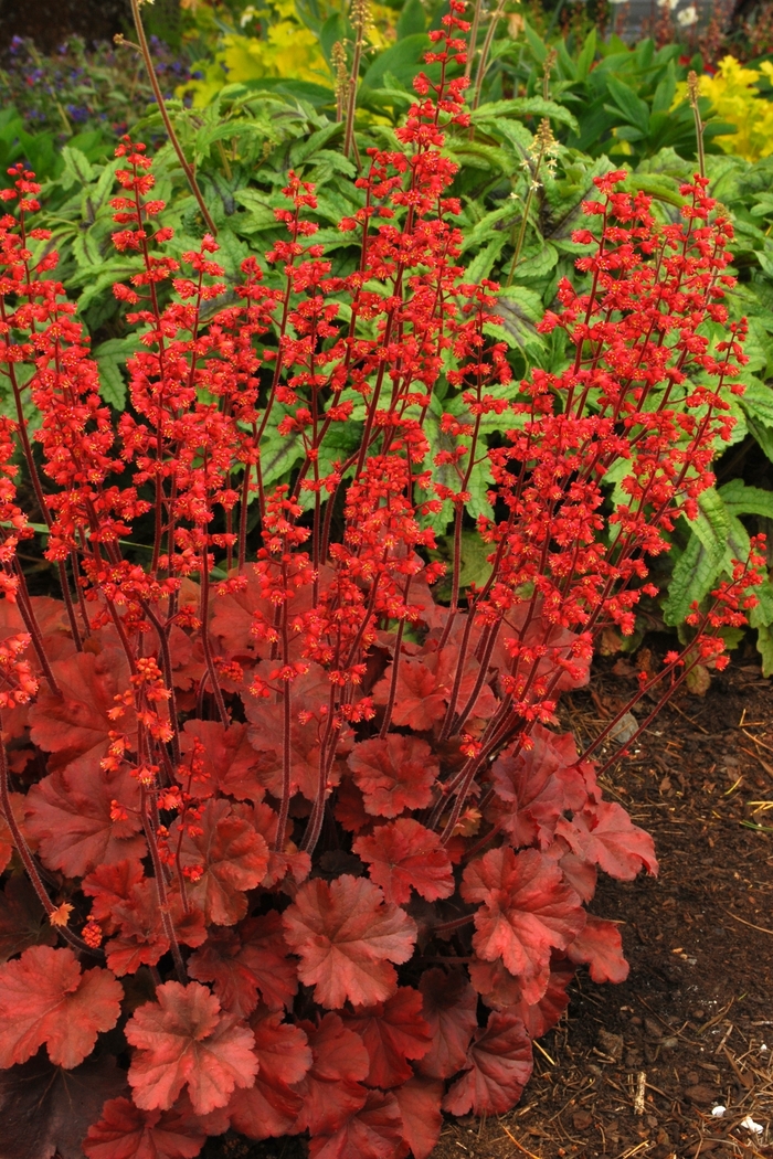 Coral Bells - Heuchera 'Cherry Cola' from Green Barn Garden Center Coral Bells - Heuchera 'Cherry Cola' from Green Barn Garden Center