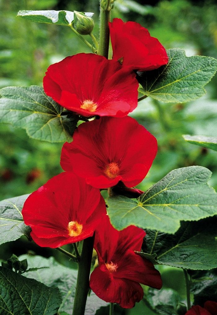 Hollyhock - Alcea rosea 'Mars Magic' from Green Barn Garden Center