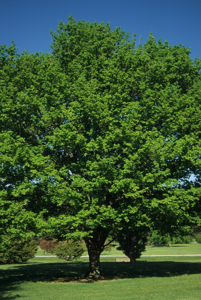 Sugar Maple - Acer saccharum from Green Barn Garden Center