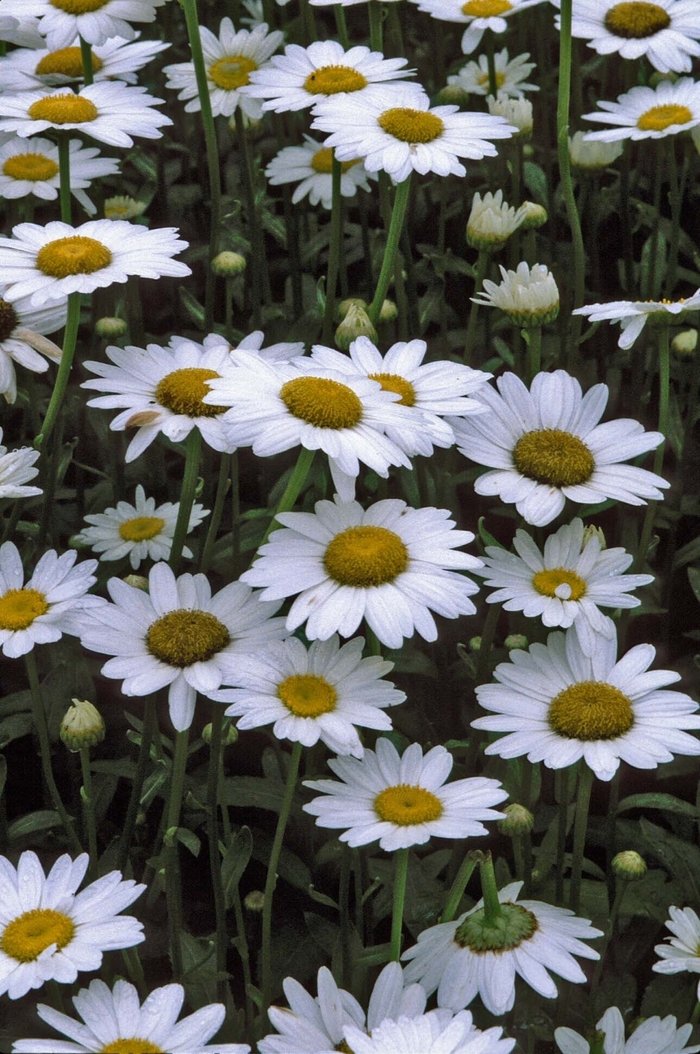 Shasta Daisy Becky - Leucanthemum superbum 'Becky' from Green Barn Garden Center