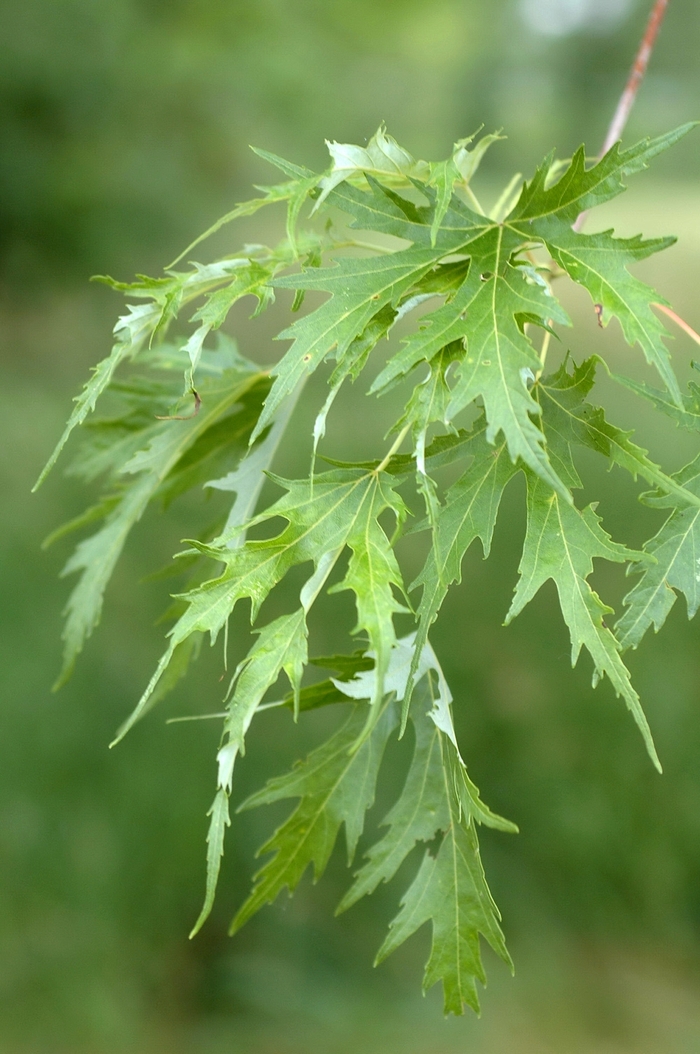 Silver Queen Silver Maple - Acer saccharinum 'Silver Queen' from Green Barn Garden Center