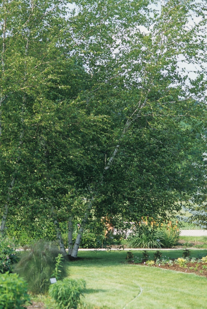 Whitespire Birch - Betula populifolia 'Whitespire' from Green Barn Garden Center