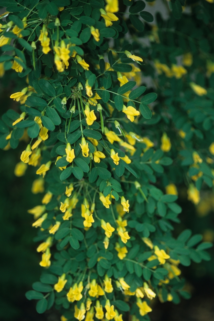 Weeping peashrub - Caragana arborescens pendula from Green Barn Garden Center