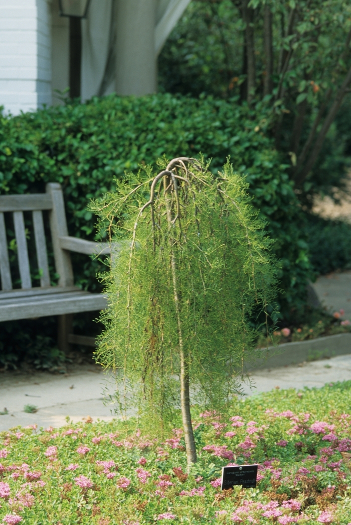 Walker Weeping Peashrub - Caragana arborescens pendula 'Walker' from Green Barn Garden Center