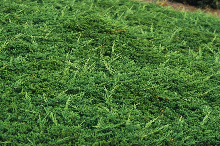 Prince of Wales Juniper - Juniperus horizontalis 'Prince of Wales' from Green Barn Garden Center