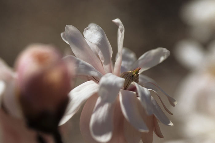 Kikuzaki Magnolia - Magnolia kobus var. stellata 'Kikuzaki' from Green Barn Garden Center