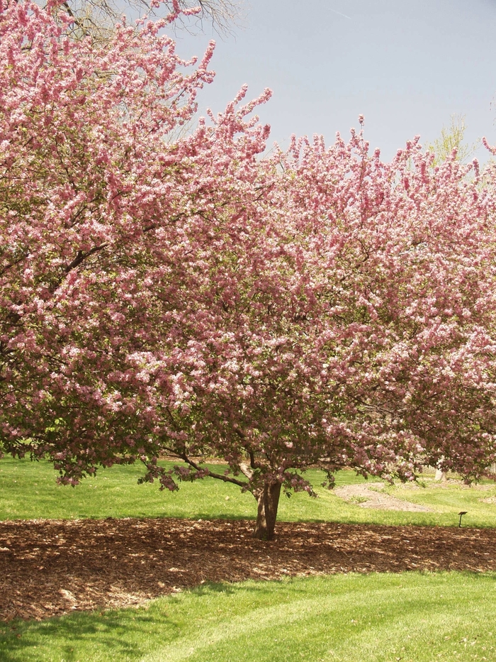 Adams Crabapple - Malus 'Adams' from Green Barn Garden Center