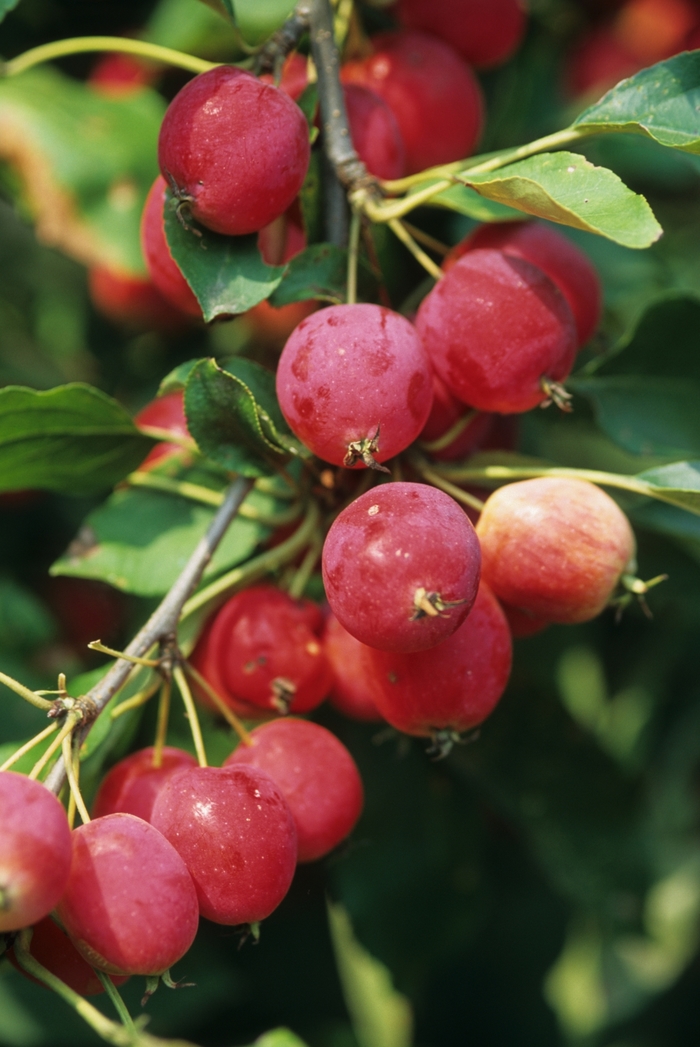 Dolgo Crabapple - Malus 'Dolgo' from Green Barn Garden Center