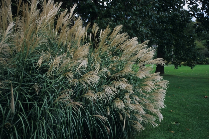 Silver Feather Maiden Grass - Miscanthus sinensis 'Silberfeder' from Green Barn Garden Center