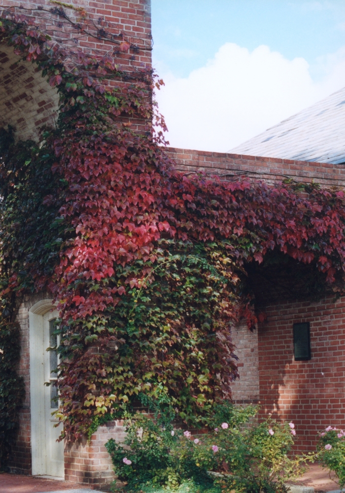 Boston Ivy - Parthenocissus tricuspidata from Green Barn Garden Center