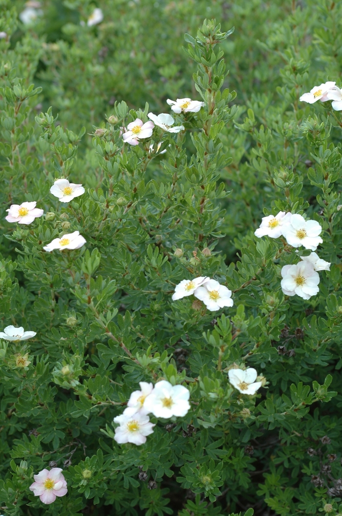 Potentilla - Potentilla fruticosa 'Pink Beauty' from Green Barn Garden Center