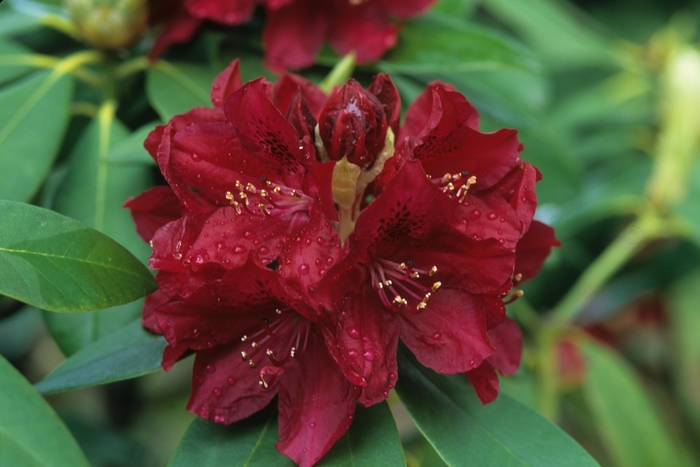 Deciduous Azalea - Azalea exbury 'Golden Lights' from Green Barn Garden Center