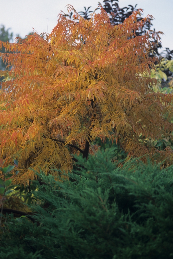 Cutleaf staghorn sumac - Rhus typhina 'Lacinata' from Green Barn Garden Center