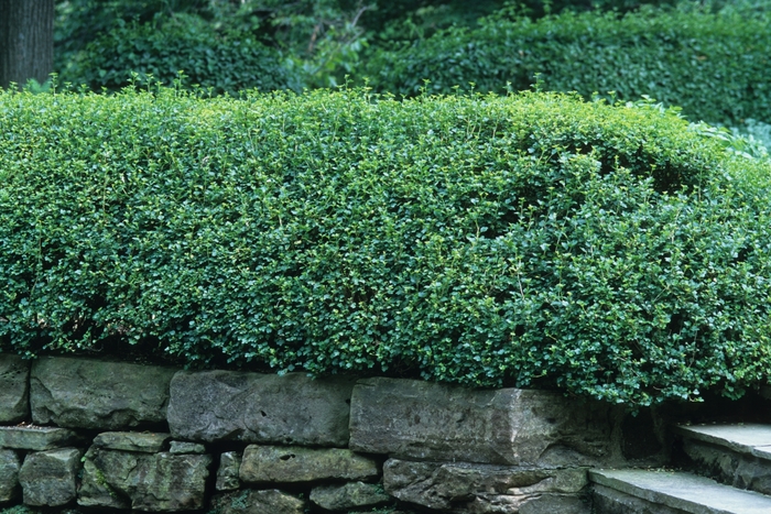 Alpine Currant - Ribes alpinum '' from Green Barn Garden Center