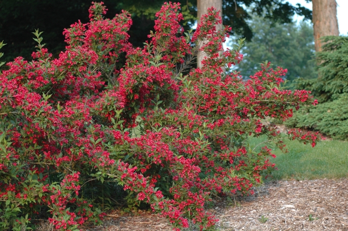 Old Fashion Weigela - Weigela florida 'Red Prince' from Green Barn Garden Center