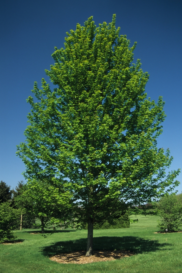 Autumn Blaze® Red Maple Tree - Acer freemanii 'Autumn Blaze®' from Green Barn Garden Center