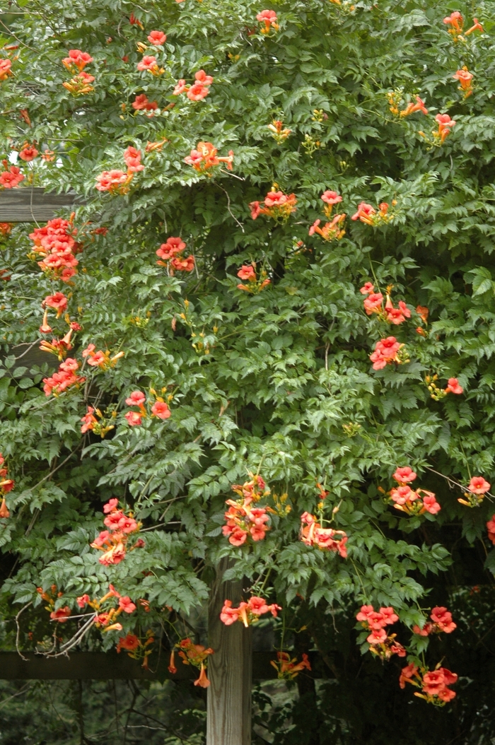 Trumpet Creeper - Campsis radicans from Green Barn Garden Center