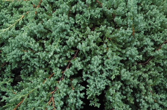Japanese Garden Juniper - Juniperus procumbens 'Nana' from Green Barn Garden Center
