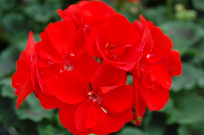 Zonal Geranium - Pelargonium x hortorum 'Tango Dark Red' from Green Barn Garden Center