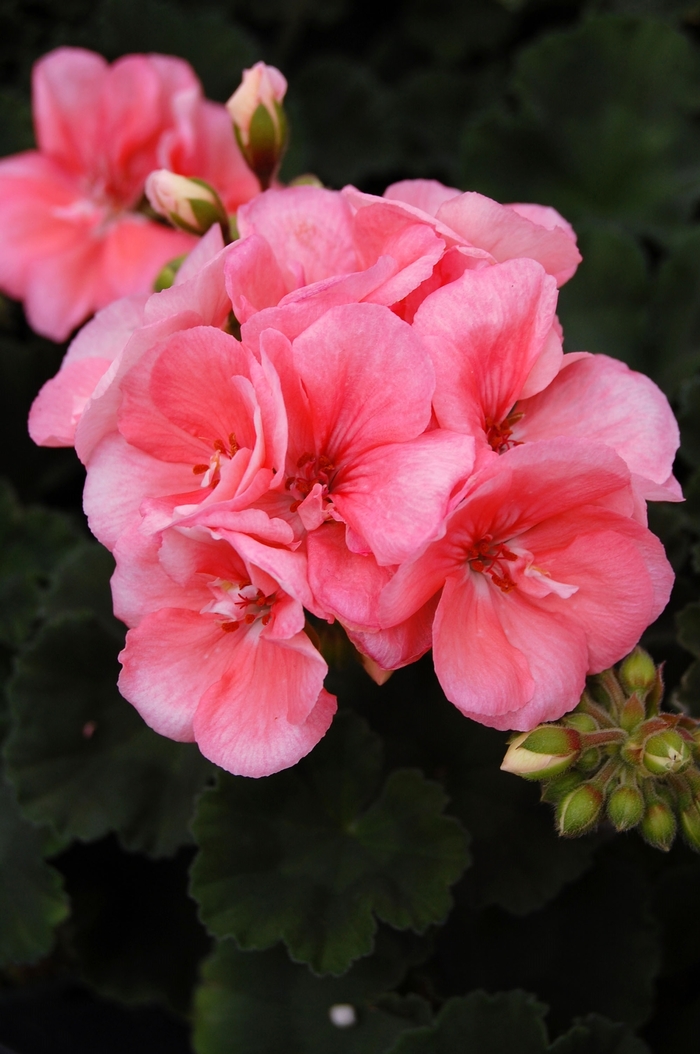 Zonal Geranium - Pelargonium x hortorum 'Tango™ Salmon' from Green Barn Garden Center