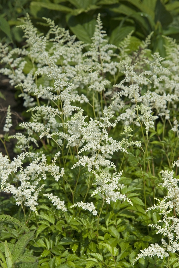 False Spirea - Astilbe arendsii 'Bridal Veil' from Green Barn Garden Center