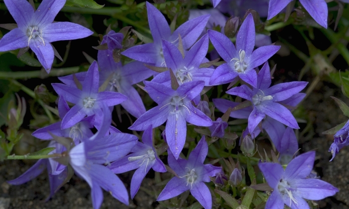 Blue Waterfall™Bellflower - Campanula poscharskyana 'Blue Waterfall ™' from Green Barn Garden Center