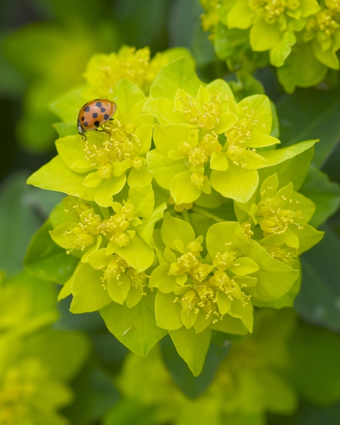 Cushion Spurge - Euphorbia polychroma from Green Barn Garden Center