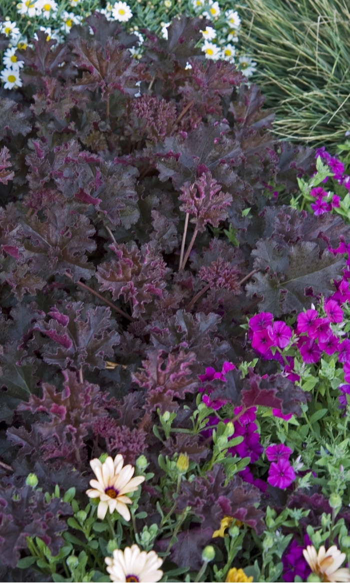 Coral Bells - Heuchera 'Crimson Curls' from Green Barn Garden Center