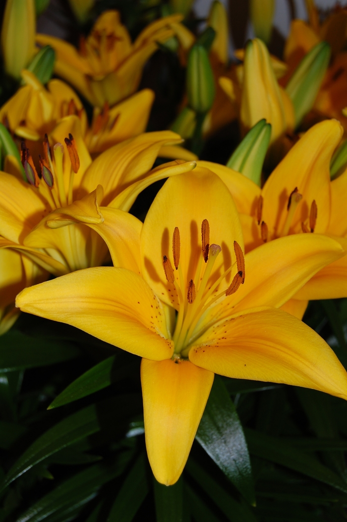 Lily asiatc - Lily asiatic 'Tiny Bee' from Green Barn Garden Center