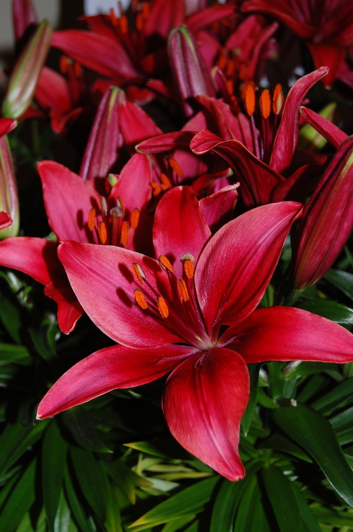 Lily asiatcum - Lily asiaticum 'Tiny Ghost' from Green Barn Garden Center