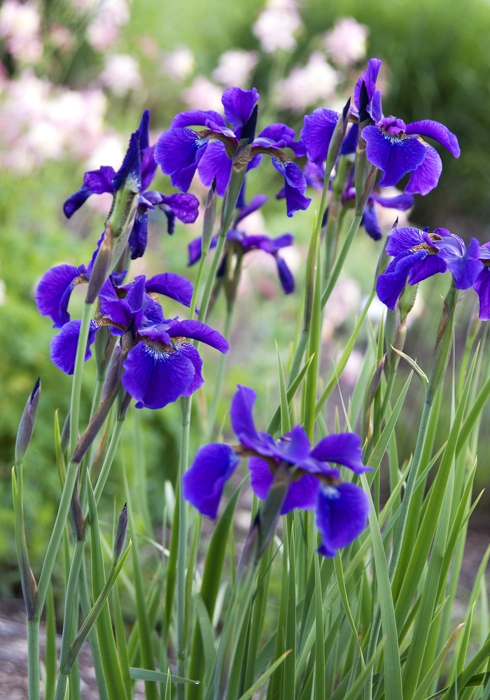 Siberian Iris - Iris sibirica 'Ceasars Brother' from Green Barn Garden Center