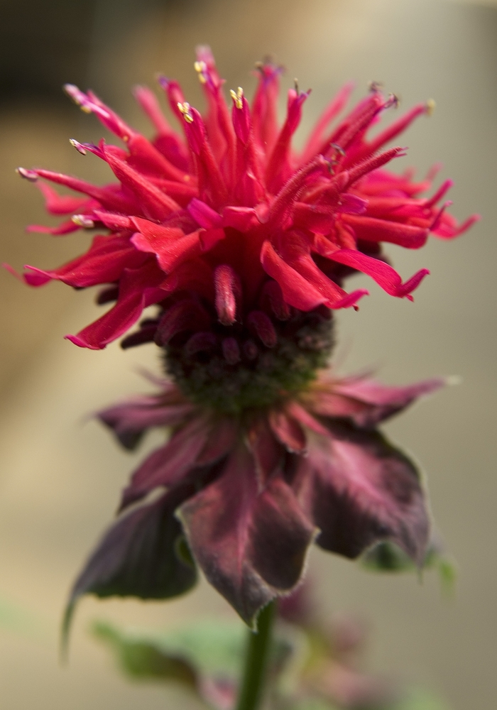 Bee Balm - Monarda didyma 'Fireball' from Green Barn Garden Center