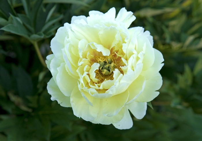 Bartzella Peony - Paeonia 'Bartzella' from Green Barn Garden Center