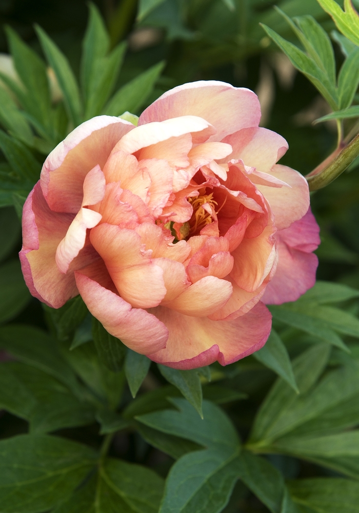 Peony - Paeonia 'Julia Rose' from Green Barn Garden Center