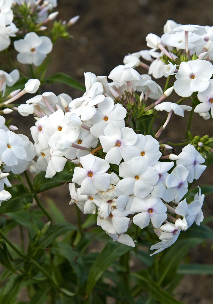 Garden Phlox - Phlox 'x Minnie Pearl' from Green Barn Garden Center