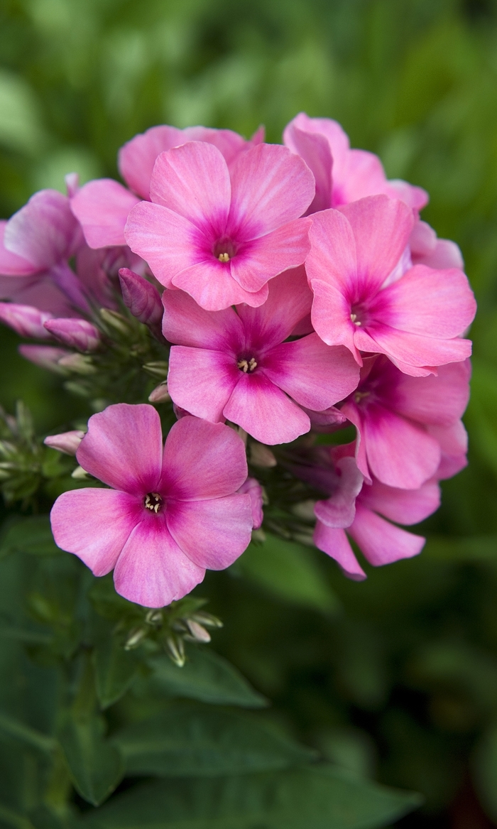 Garden Phlox - Phlox paniculata 'Pink Flame™' from Green Barn Garden Center