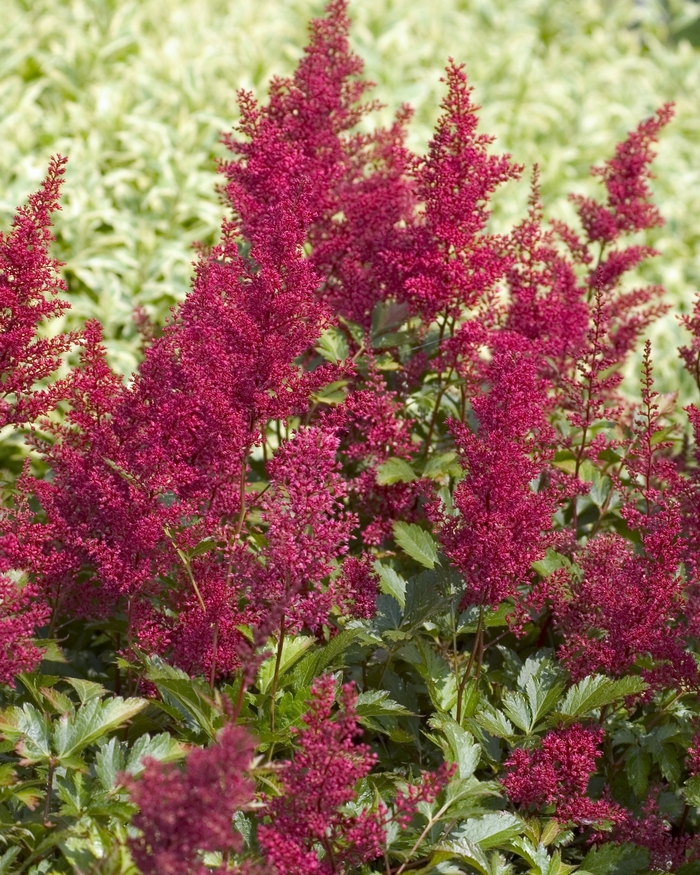 False Spirea - Astilbe japonica 'Red Sentinel' from Green Barn Garden Center