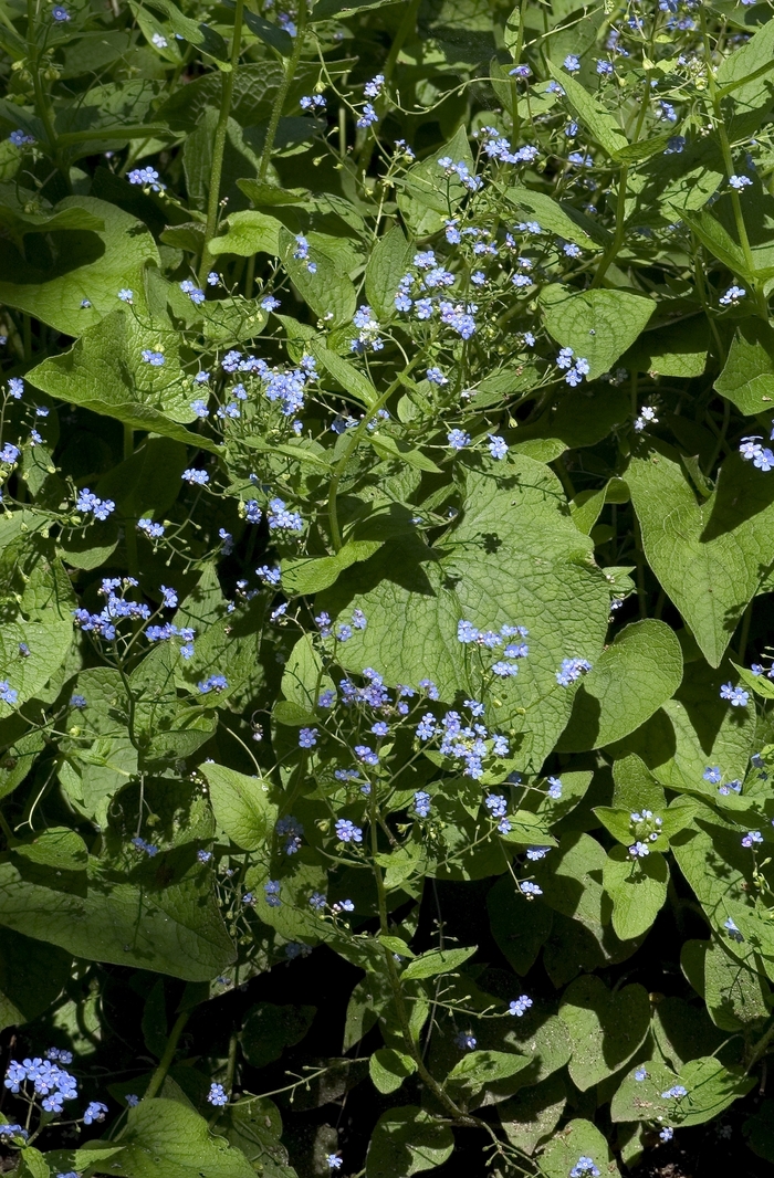 Siberian Bugloss - Brunnera macrophylla from Green Barn Garden Center