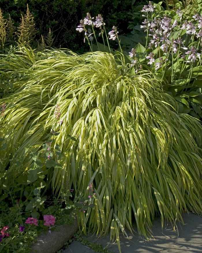 Hakon grass - Hakonechloa macra 'Aureola' from Green Barn Garden Center