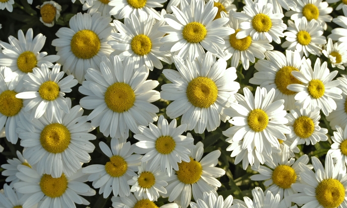 Shasta Daisy Snowcap - Leucanthemum superbum ''Snowcap'' from Green Barn Garden Center