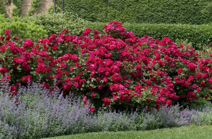 Rose - Rosa 'Champlain' from Green Barn Garden Center